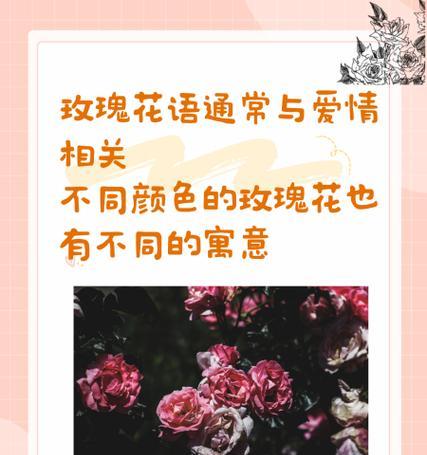 各种颜色玫瑰花语分别是什么？