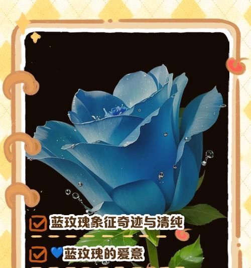 各种颜色玫瑰花语分别是什么？