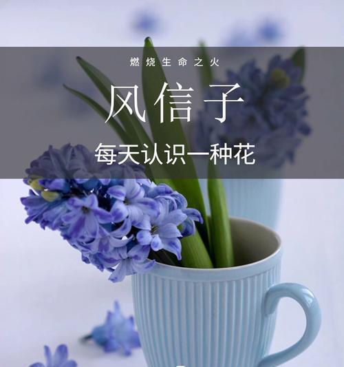 蓝色水仙花代表什么花语？