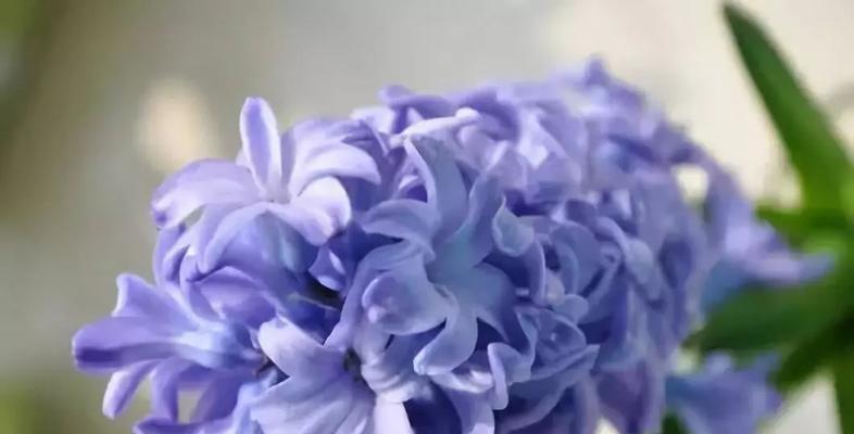 蓝色水仙花代表什么花语？