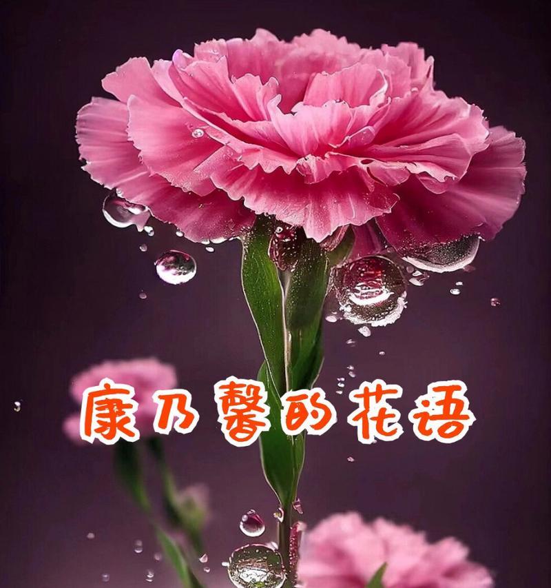 康乃馨送长辈的花语是什么？