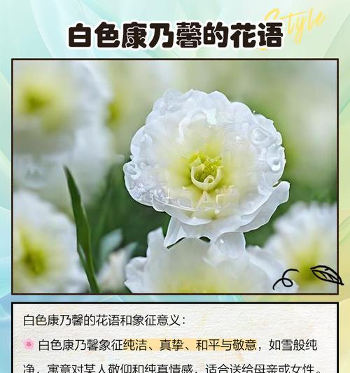 康乃馨送长辈的花语是什么？