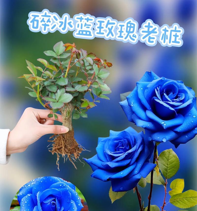 爱情开始的花语有哪些？