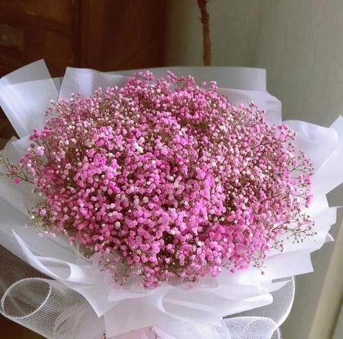 粉色满天星的花语是什么？
