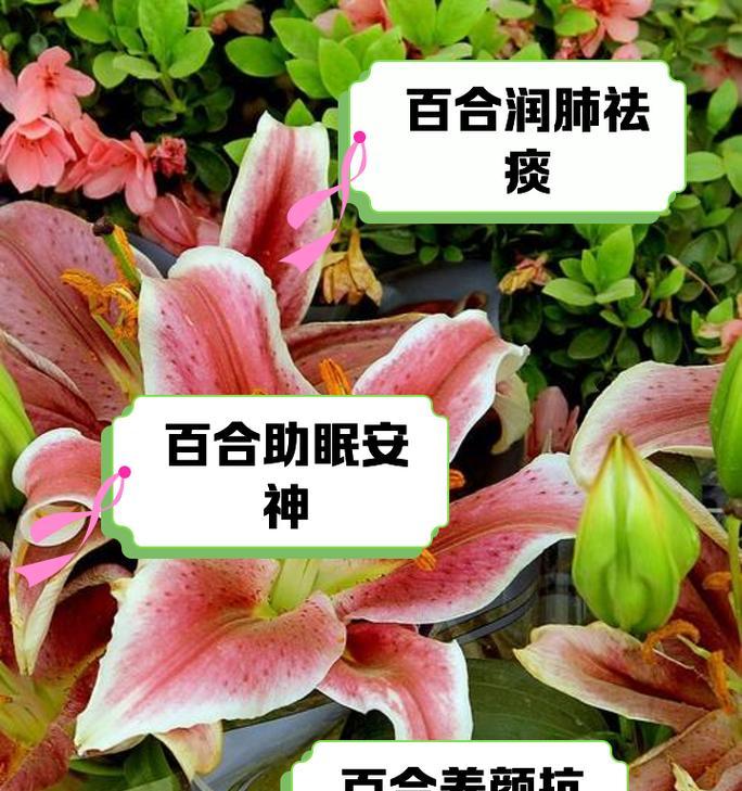 百合花语有哪些代表意义？