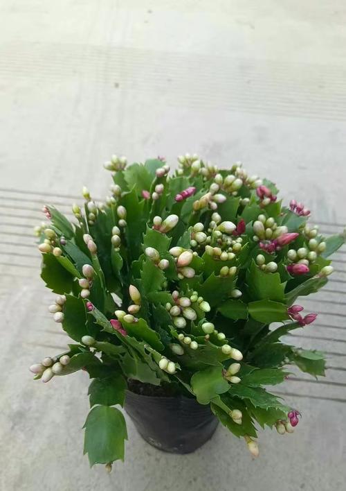 蟹爪兰的花语是什么？
