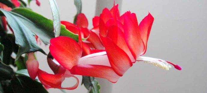 蟹爪兰的花语是什么？