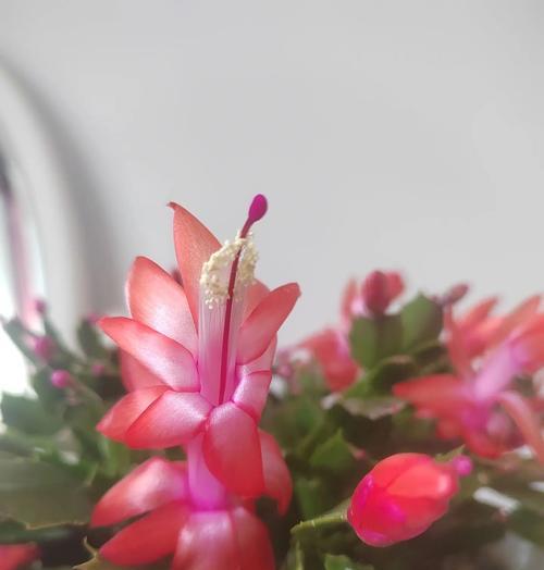 蟹爪兰的花语是什么？