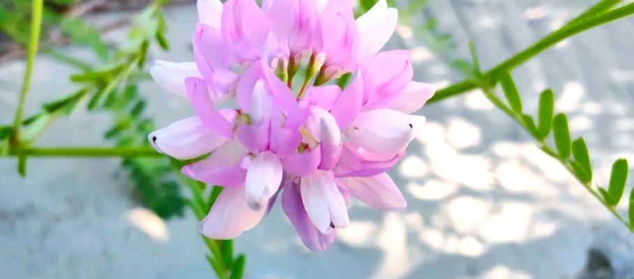 小冠花的花语有哪些？