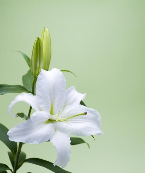 百合花的花语是什么？