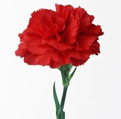 康乃馨的花语代表什么？