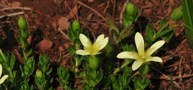 地中海蓝钟花的花语是什么？蓝钟花有哪些花语？