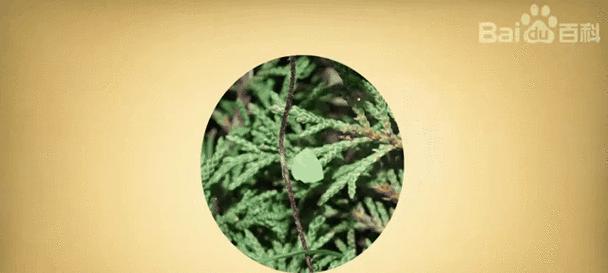 地中海蓝钟花的花语是什么？蓝钟花有哪些花语？