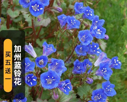 地中海蓝钟花的花语是什么？蓝钟花有哪些花语？