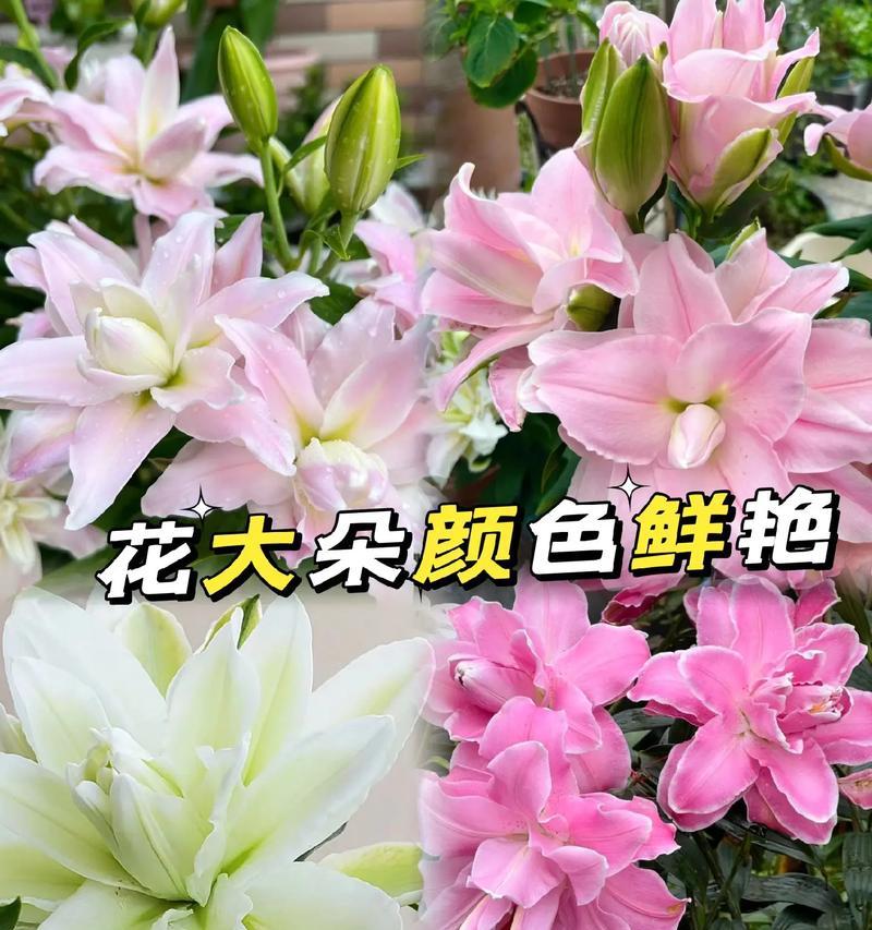 2支粉色百合的花语是什么？粉色百合的花语有哪些含义？