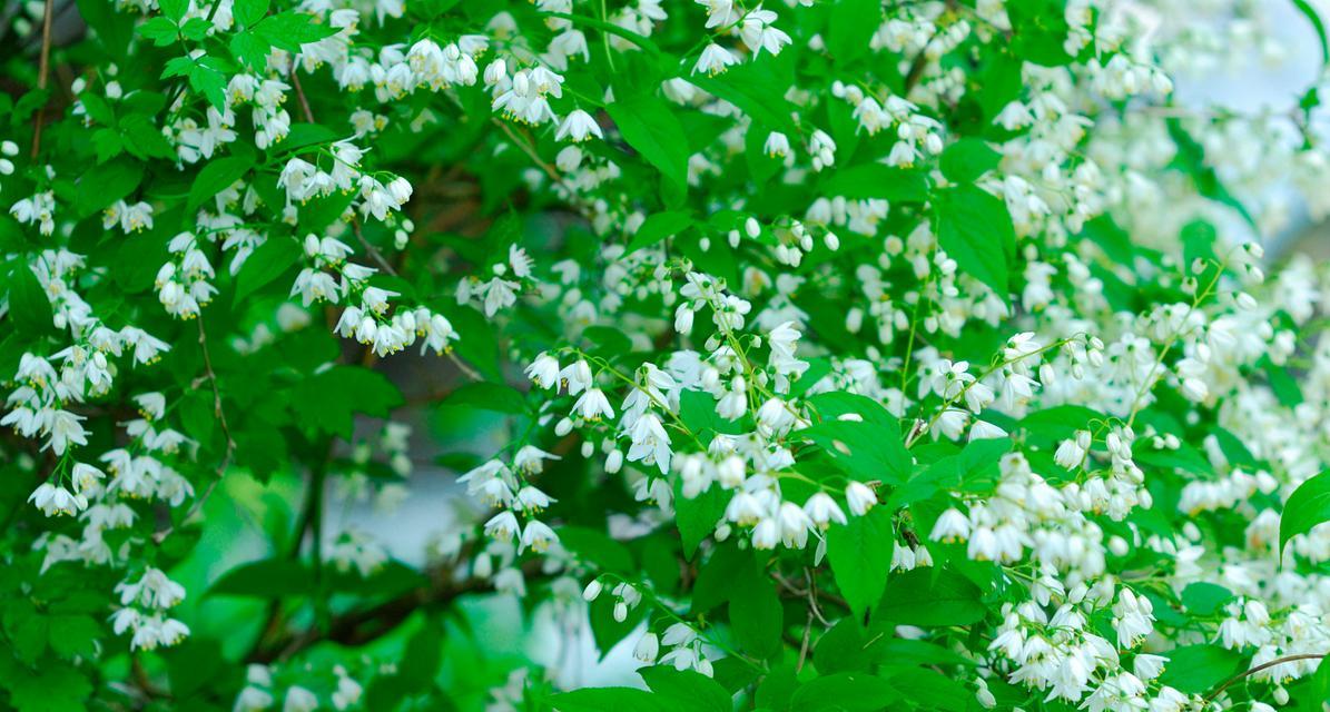 七里香花花语及寓意是什么？七里香花的花语有哪些？