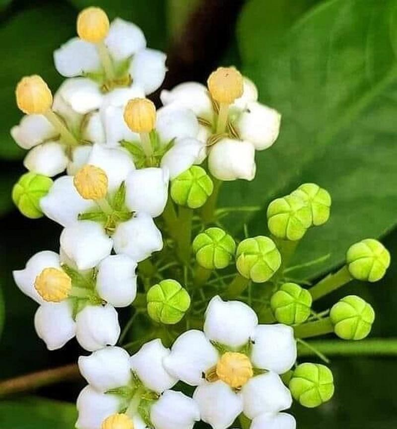 七里香花花语及寓意是什么？七里香花的花语有哪些？