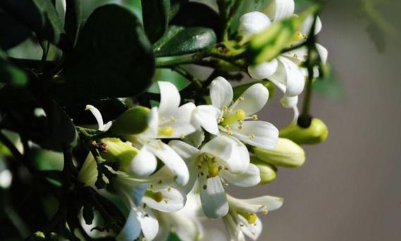 七里香花花语及寓意是什么？七里香花的花语有哪些？