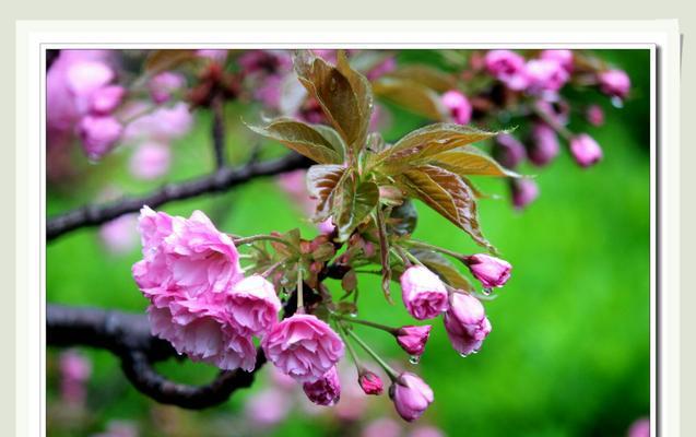 春雨的花语有哪些含义？春雨象征着什么？