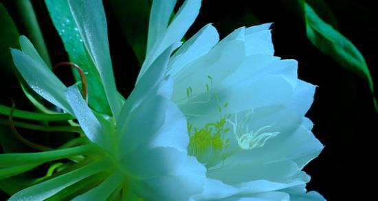 昙花的花语是什么？昙花的寓意有哪些？