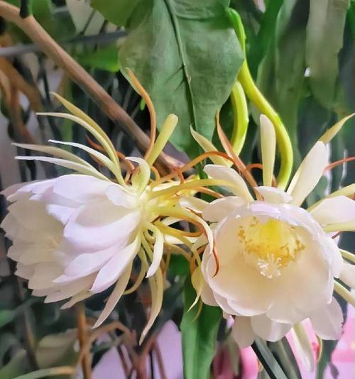 昙花的花语是什么？昙花的寓意有哪些？