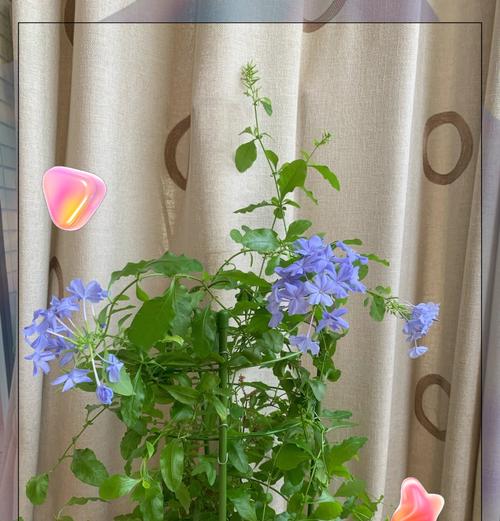 抑郁情绪下适合哪种花语？唯美花语如何表达抑郁？
