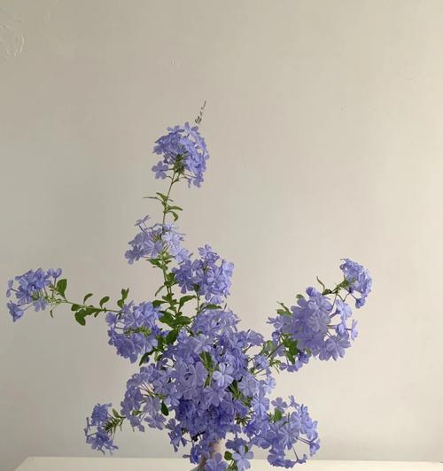 哪种花语代表抑郁？如何用花语表达抑郁情绪？
