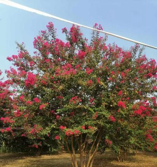 紫薇花树的花语是什么？紫薇的寓意有哪些？