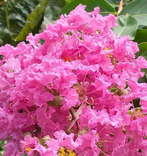 紫薇花树的花语是什么？紫薇的寓意有哪些？