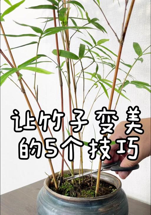 竹子的花语有哪些？如何用花语赞美竹子？