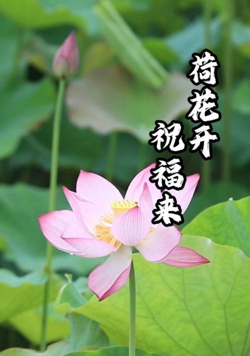 荷花的花语是什么？荷花代表了哪种爱情？