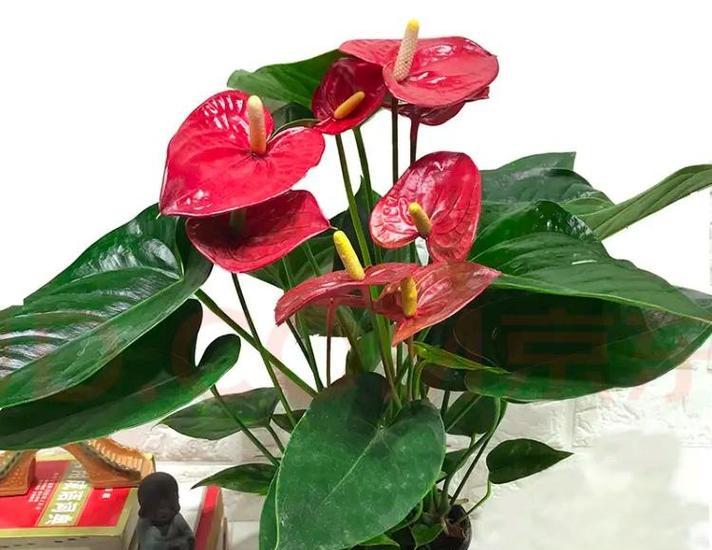 火鹤花的花语是什么？火鹤的寓意有哪些？