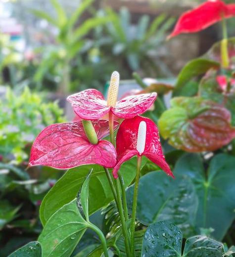 火鹤花的花语是什么？火鹤的寓意有哪些？