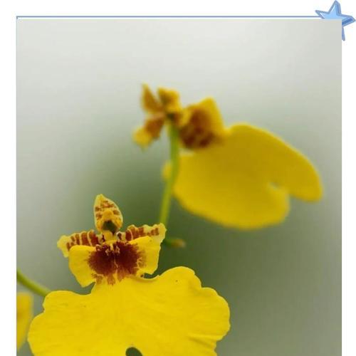 跳舞兰花语是什么？如何理解跳舞兰的寓意？