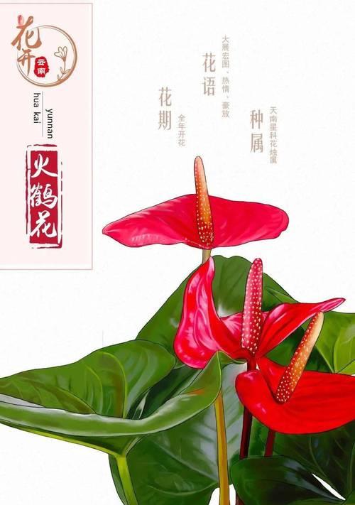 印度天南星的花语有哪些？它代表了什么？