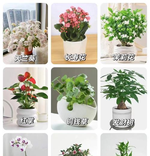 哪种花代表平安？平安花语的含义是什么？