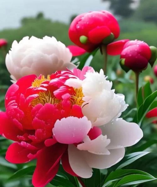 哪种花代表平安？平安花语的含义是什么？