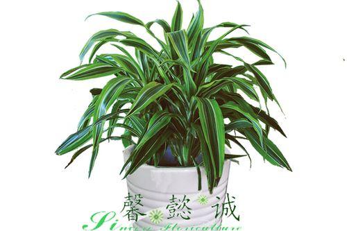 巴西美人铁花语是什么？它象征着什么？