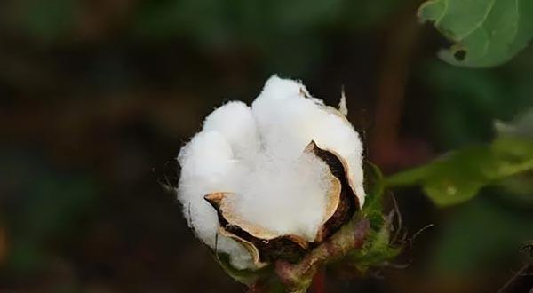 棉花的花语含义是什么？它象征着什么？