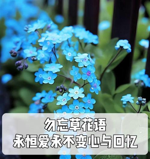 勿忘草花语代表朋友吗？它的真正含义是什么？