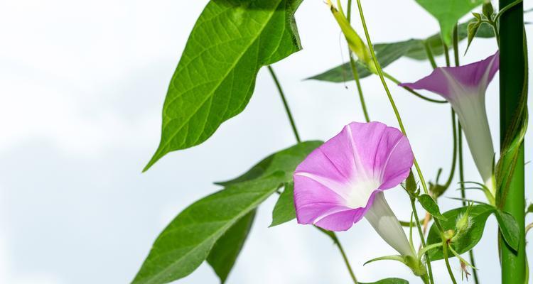 哪种花代表时光？时光花语的含义是什么？
