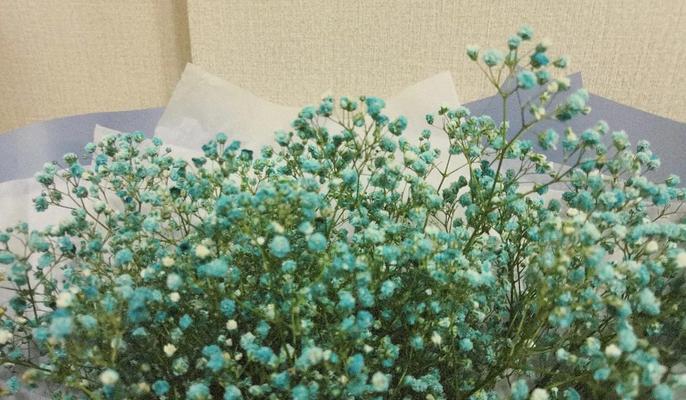 星星代表的花语是什么？它象征着什么？