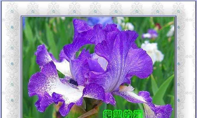 蓝色非洲菊的花语是什么？它代表了什么？