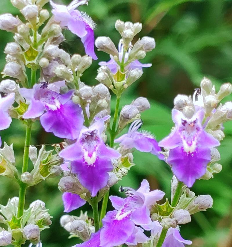 哪种花的花语是活泼热闹？它代表了什么？