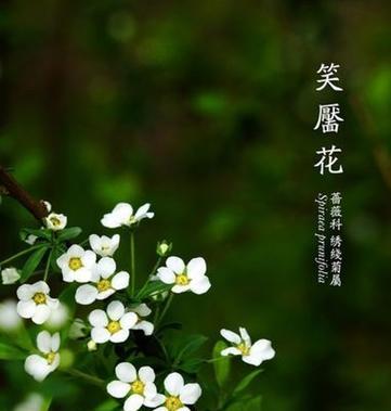 哪种花的花语是活泼热闹？它代表了什么？