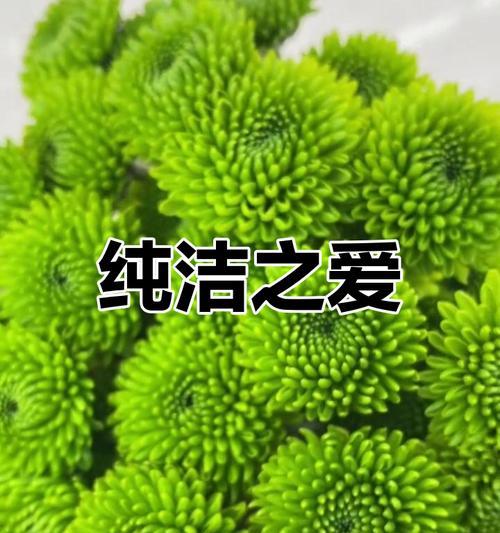 雏菊的真正花语是什么？它象征着什么？