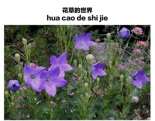 桔梗花的花语是温柔吗？它代表了什么？