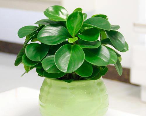 盆栽碧玉的花语是什么？它象征着什么？