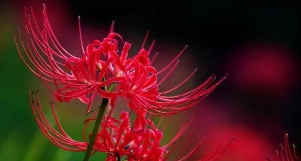 爱到忘我的花语是什么？它代表了什么？
