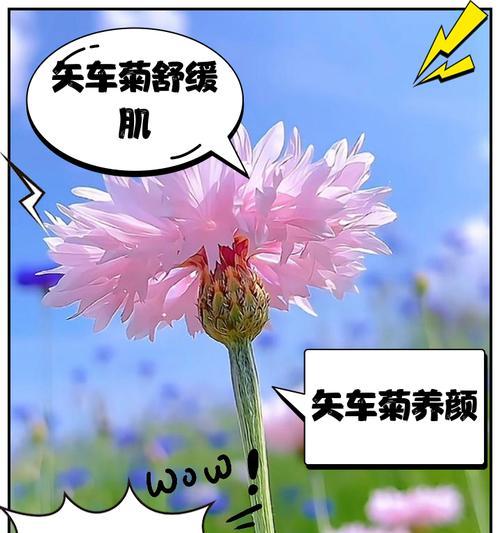 桃红矢车菊代表什么？花语有哪些含义？